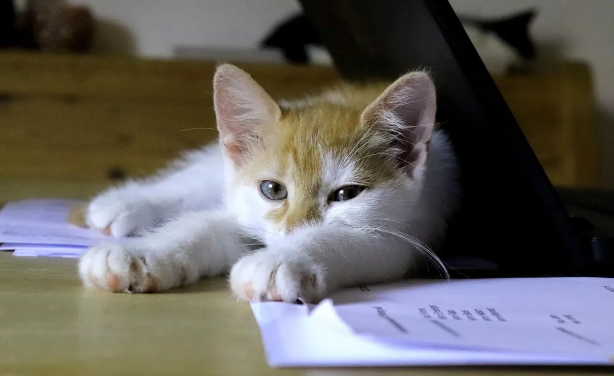 Self-Care for Desk Workers: 8 Stretches and Habits to Reset Your Day